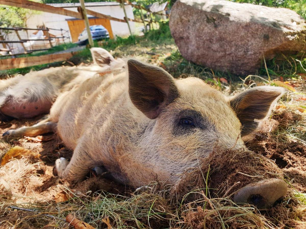 Die Alm In Schoellbuechl, Privatzimmer Sankt Martin  Bagian luar foto